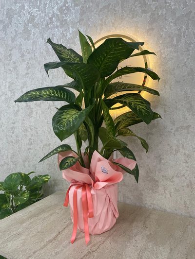 Jumbo Boy Difenbahya (Dieffenbachia). — 2. görsel