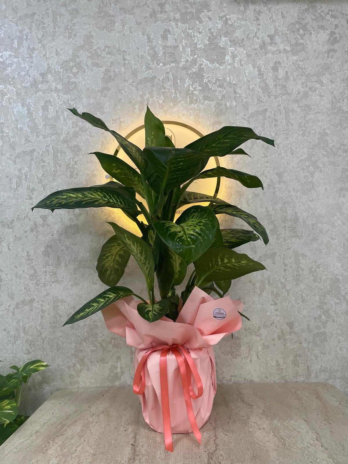 Jumbo Boy Difenbahya (Dieffenbachia).