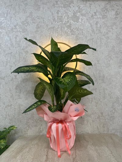 Jumbo Boy Difenbahya (Dieffenbachia). — 1. görsel